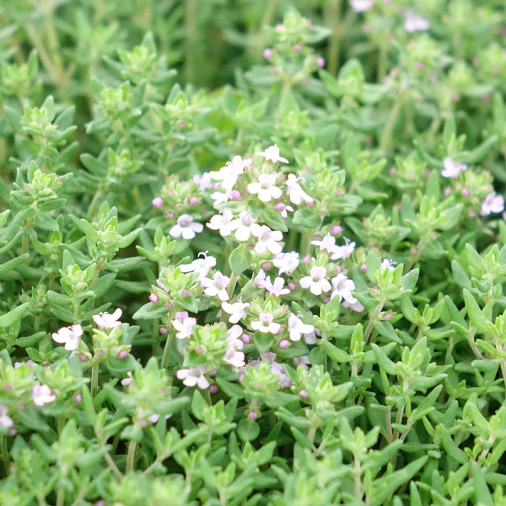 Thym d'hiver, Thymus vulgaris Compactus