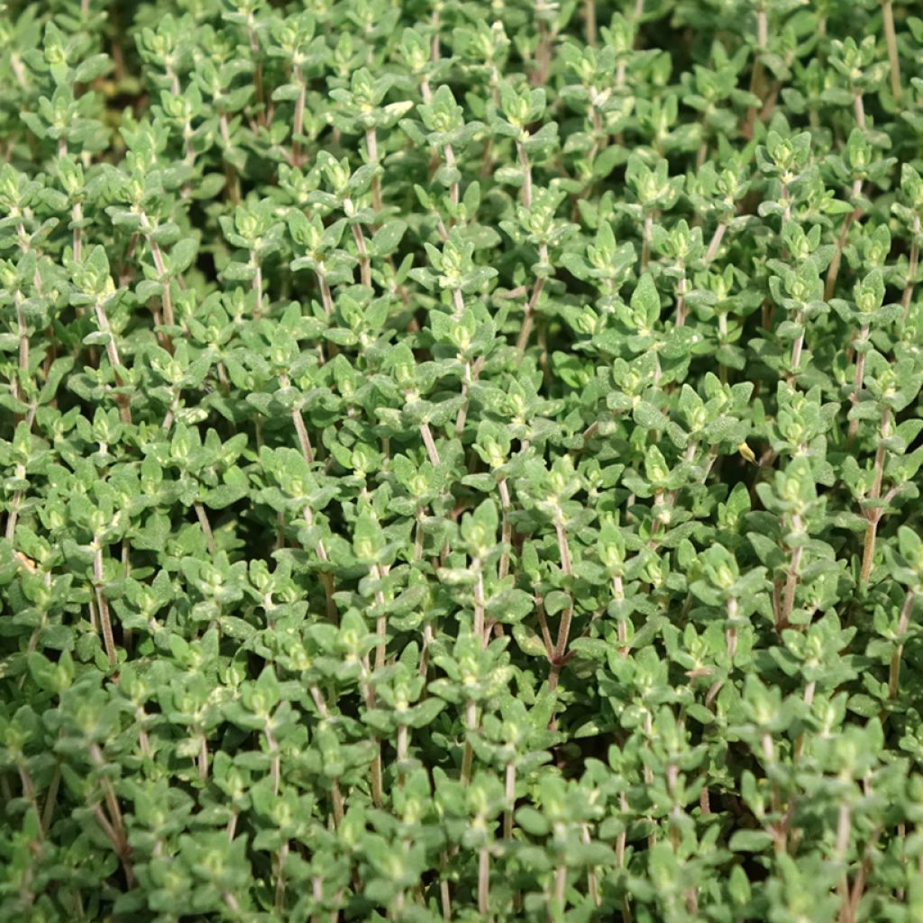 Thym officinal en plant BIO