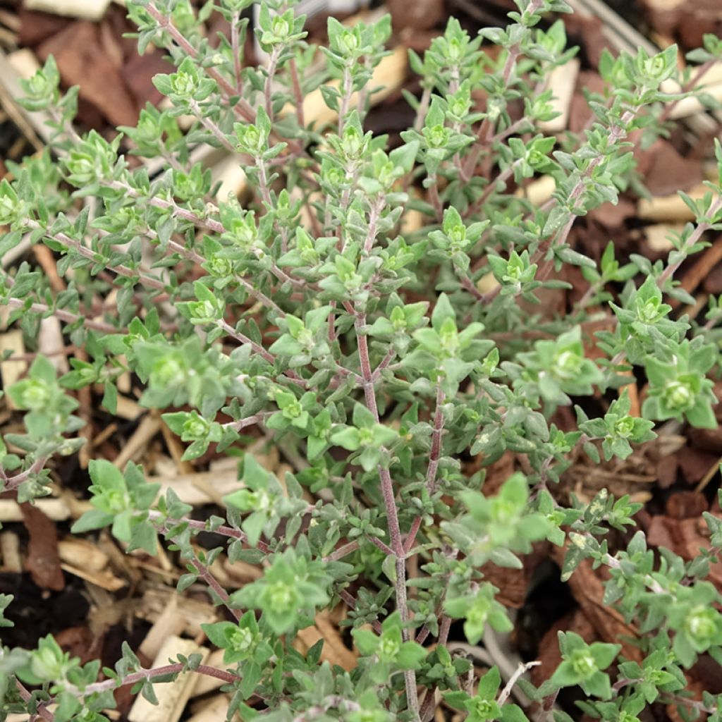 Thym orange en plants - Thymus vulgaris Fragrantissimus
