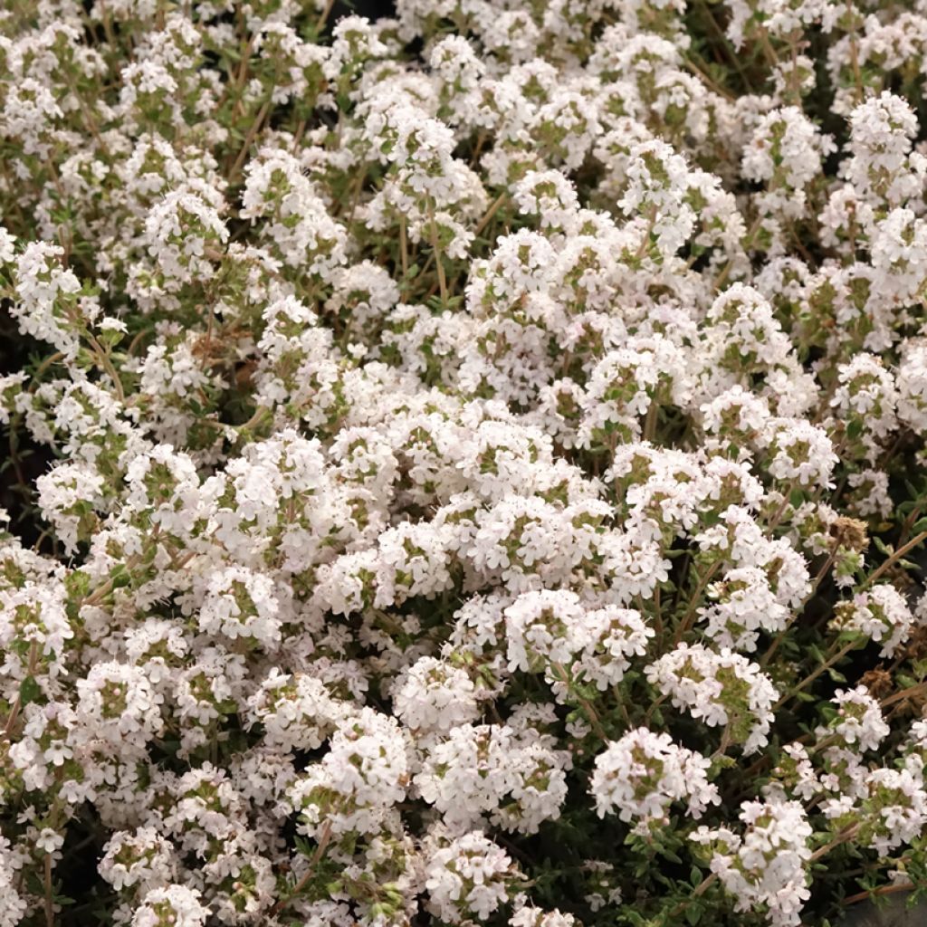 Thym orange en plants - Thymus vulgaris Fragrantissimus