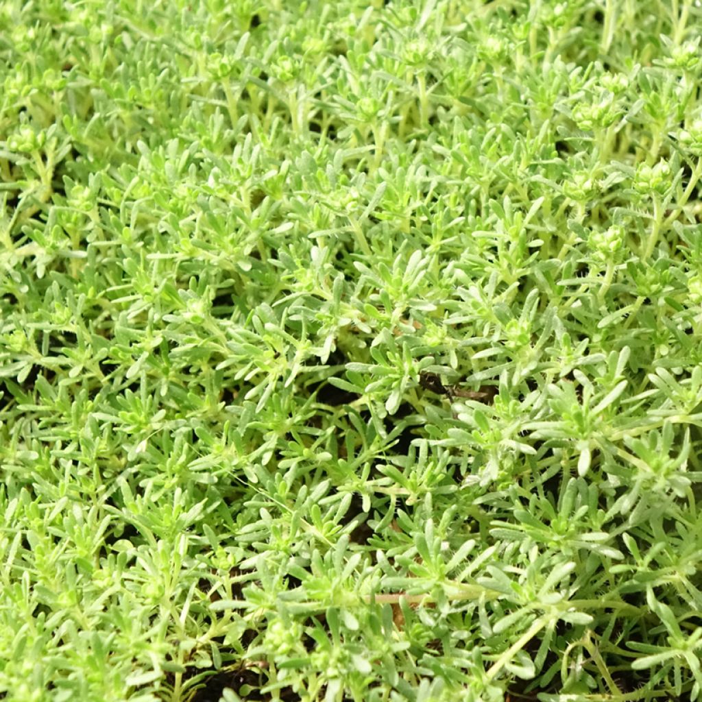 Thymus capitatus - Thym à têtes.