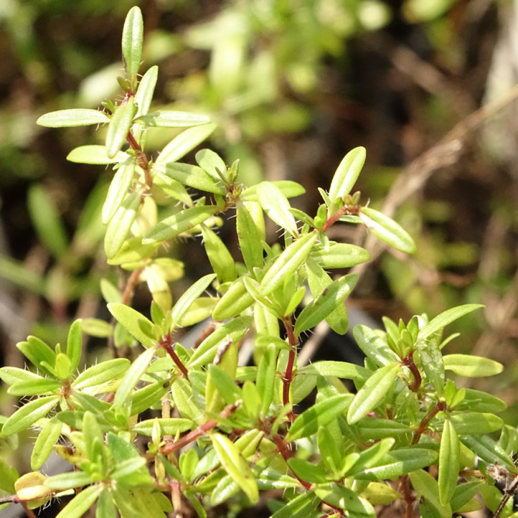 Thymus longicaulis - Thym à tiges longues