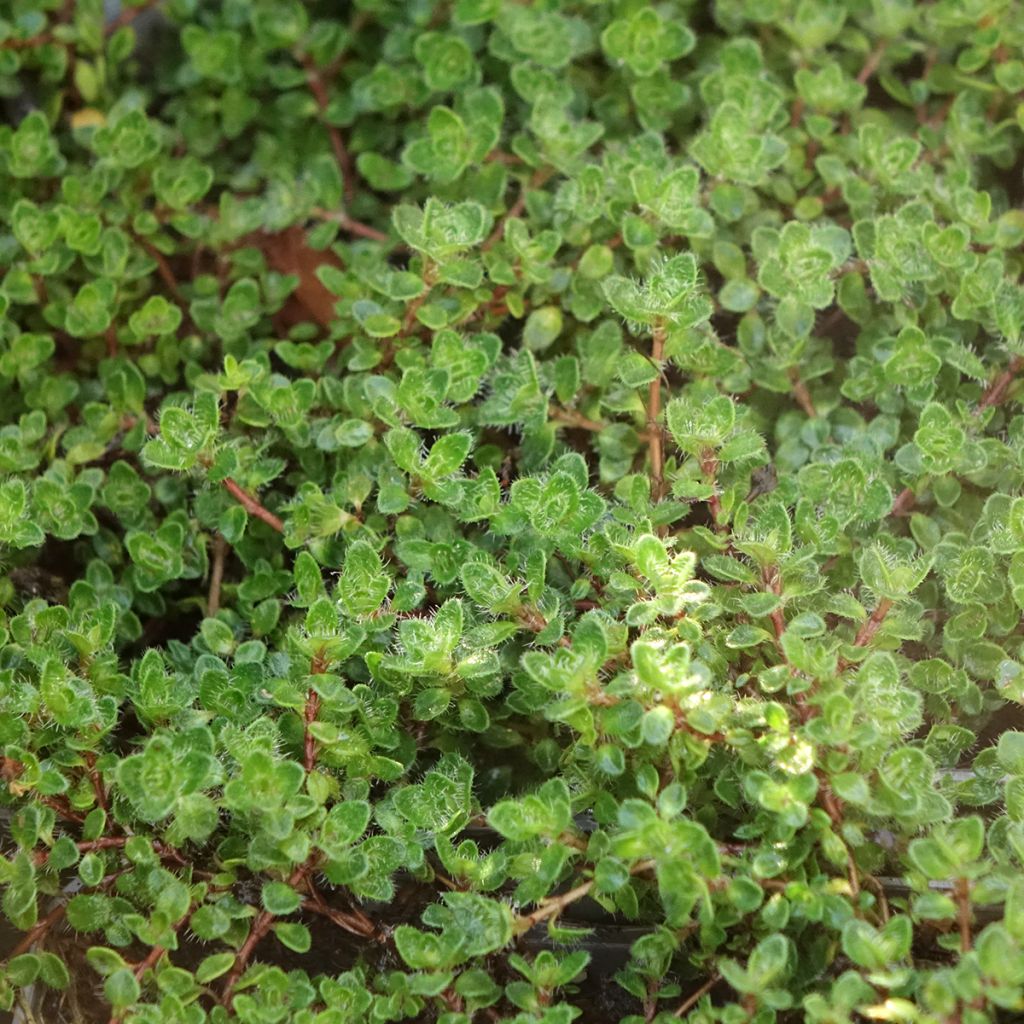 Thymus praecox Bressingham - Thym précoce