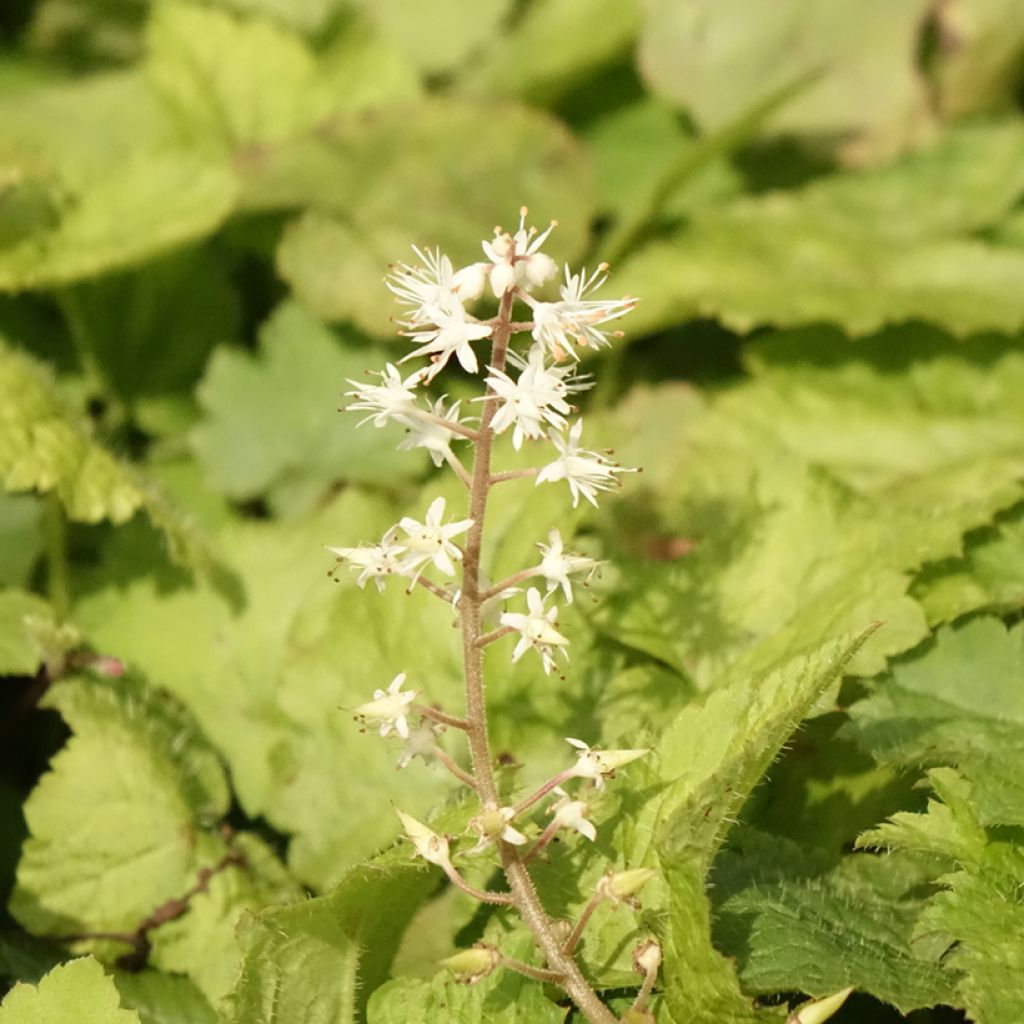 Tiarelle - Tiarella cordifolia