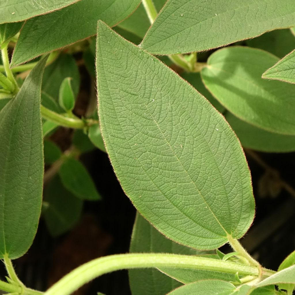 Tibouchina urvilleana Edwardsii