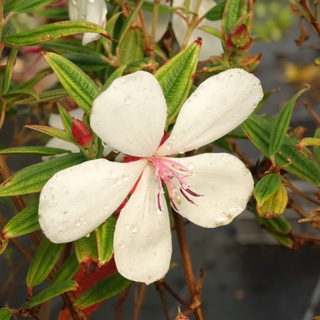 Tibouchina urvilleana Peace Baby