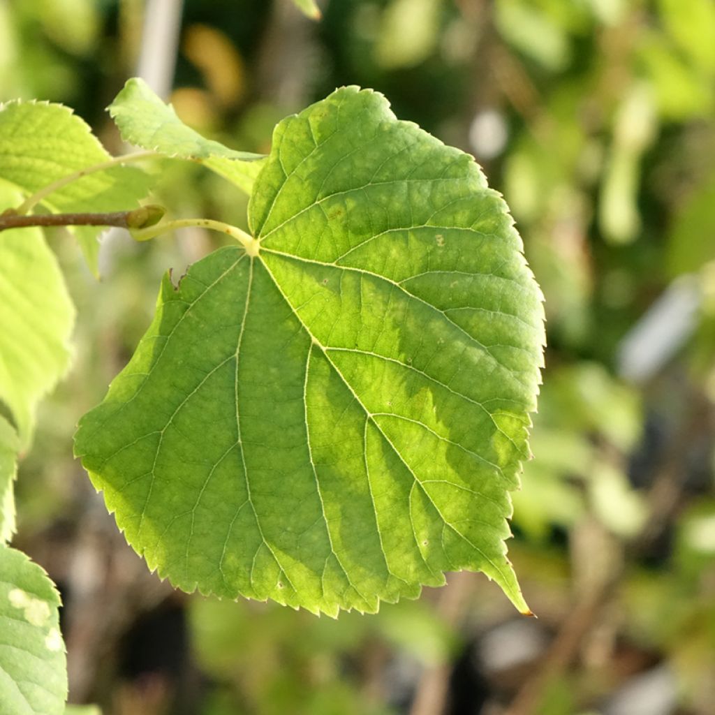 Tilleul à petites feuilles Swedish Upright - Tilia cordata 