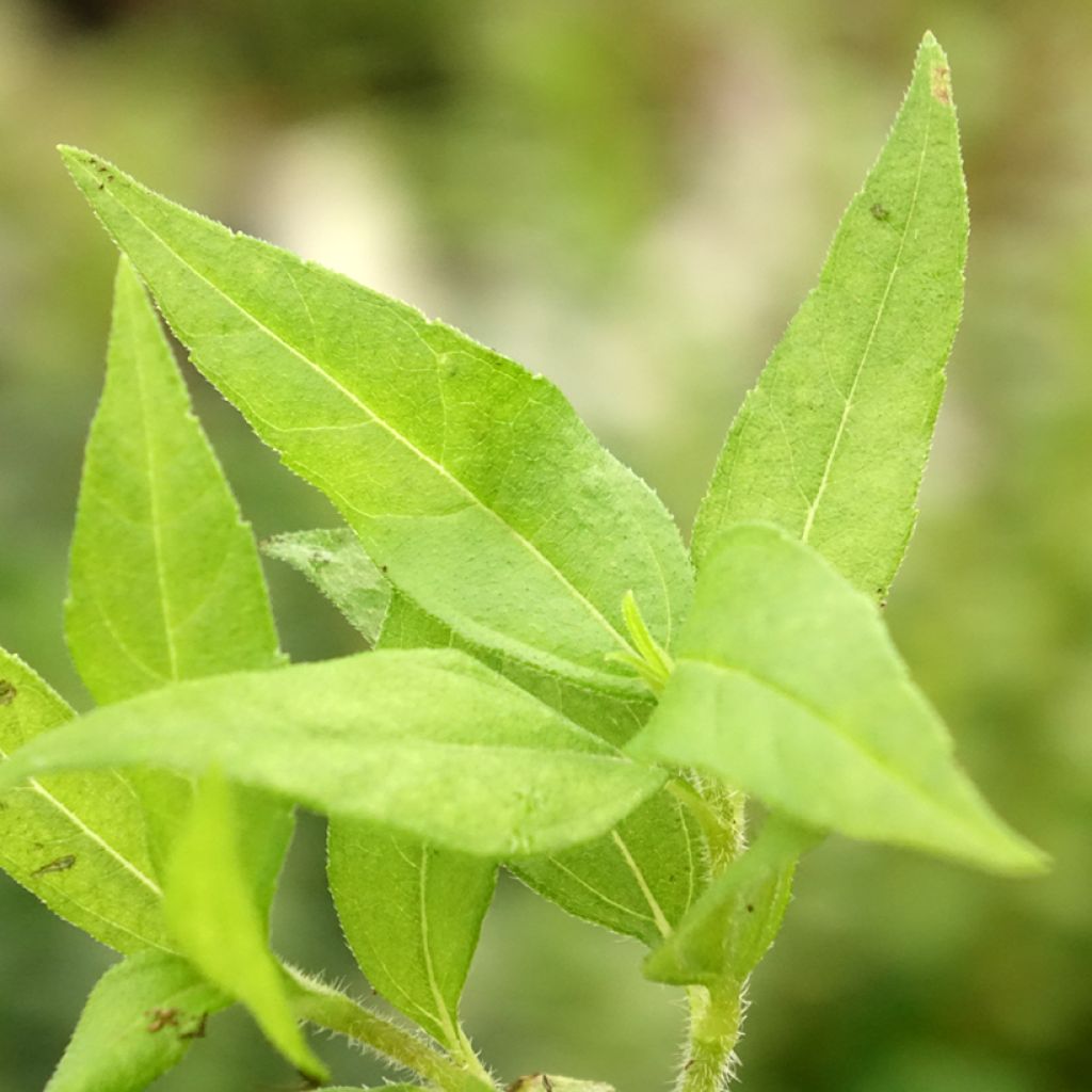 Topinambour Nain BIO - Helianthus tuberosus