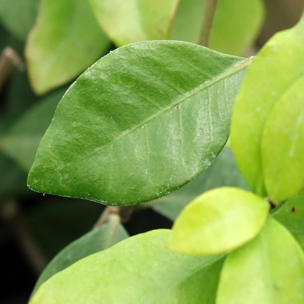 Trachelospermum asiaticum Chili & Vanilla - Faux-jasmin 