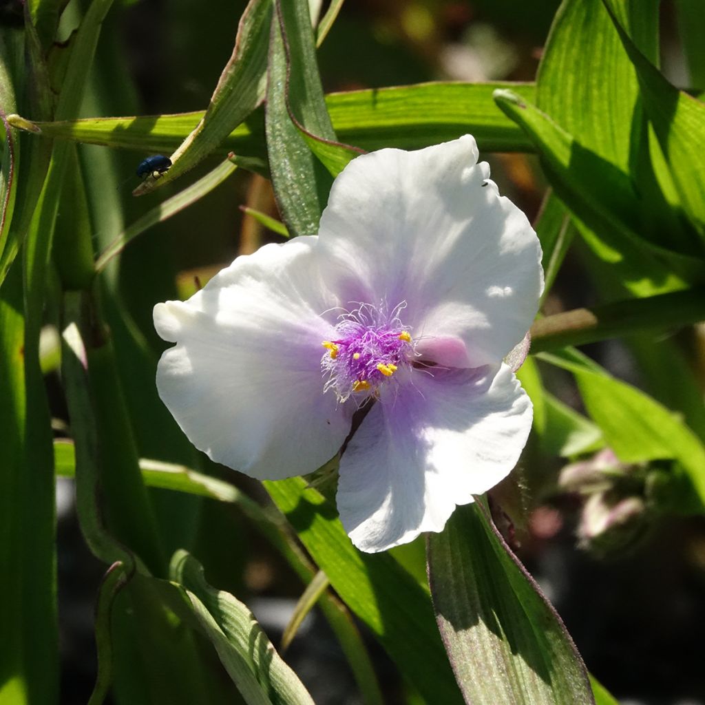 Tradescantia andersoniana Domaine de Courson