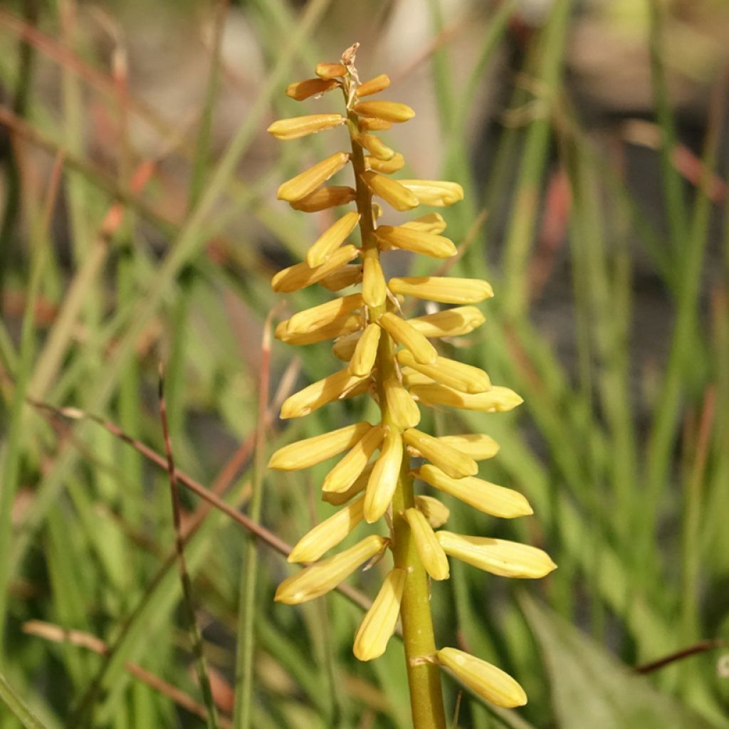 Tritoma - Kniphofia Pineapple Popsicle