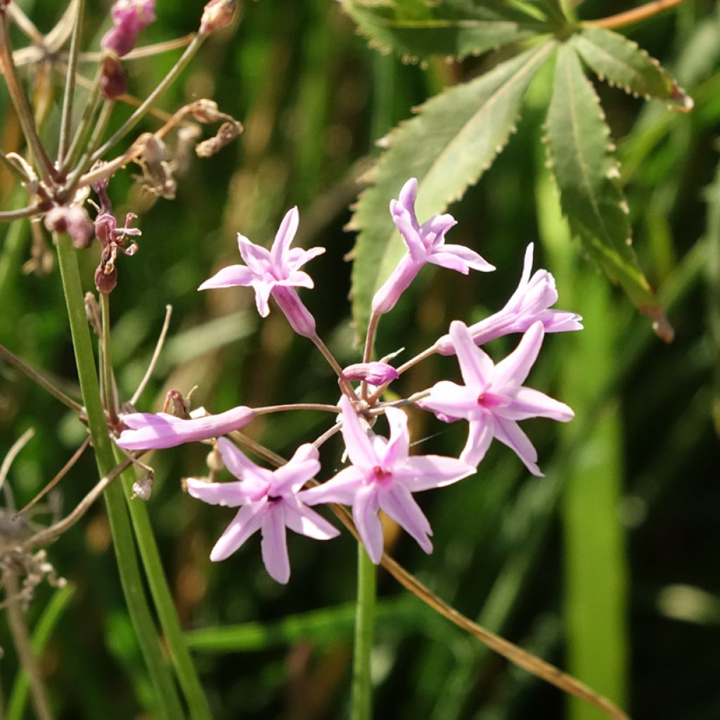 Tulbaghia Dark Star - Tulbaghie