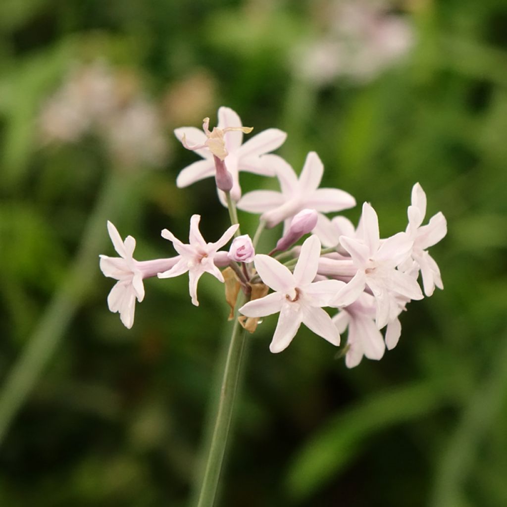 Tulbaghia Fairy Star - Tulbaghie
