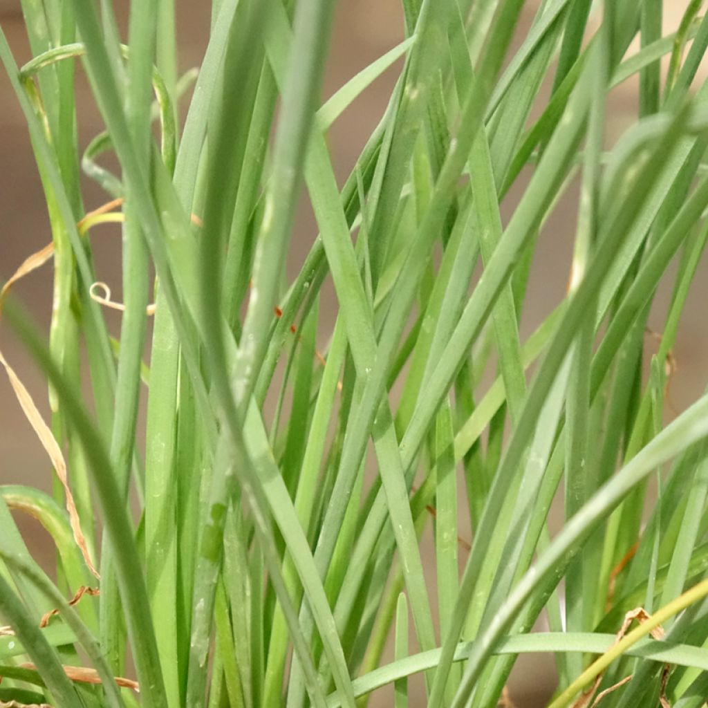 Tulbaghia violacea Ashanti