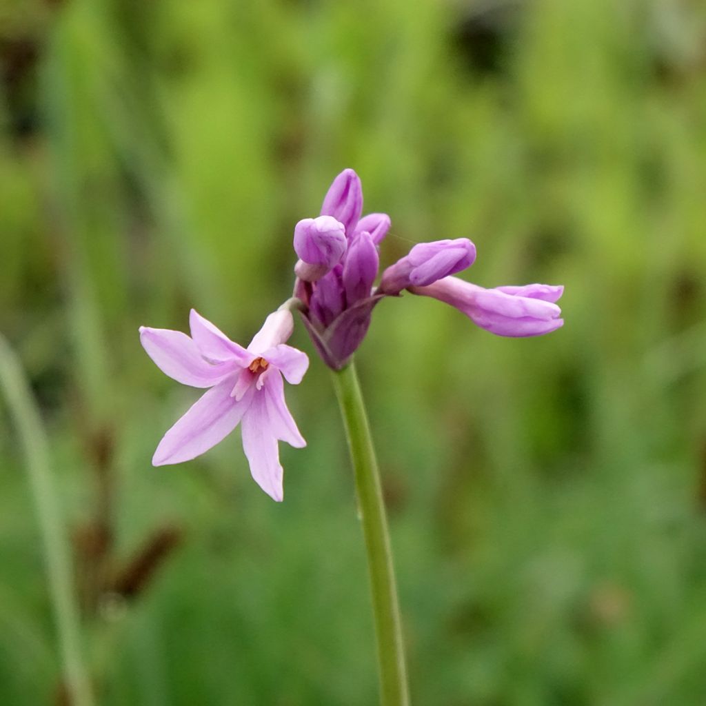 Tulbaghia violacea Silver Lace - Thulbaghie