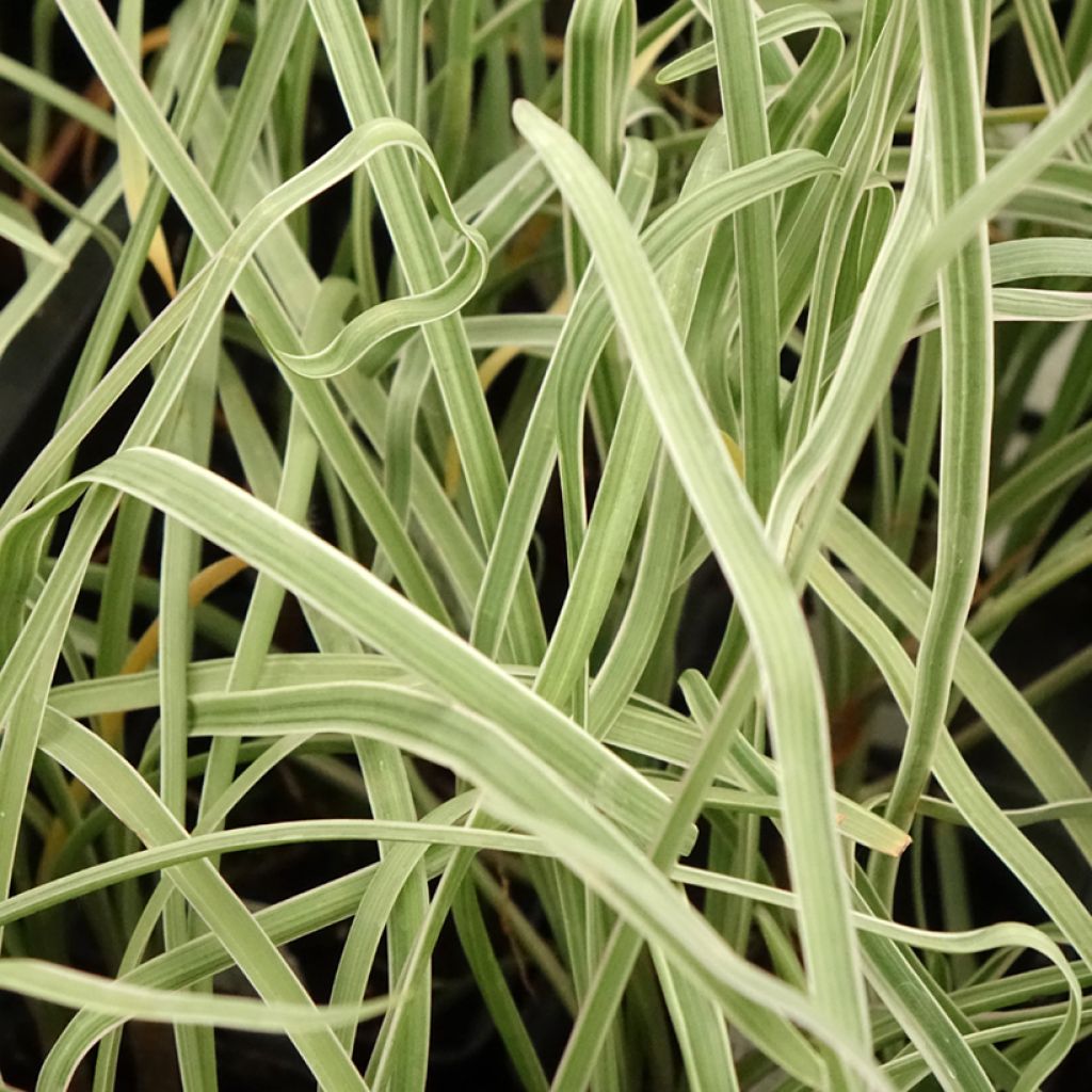 Tulbaghia violacea Silver Lace - Thulbaghie
