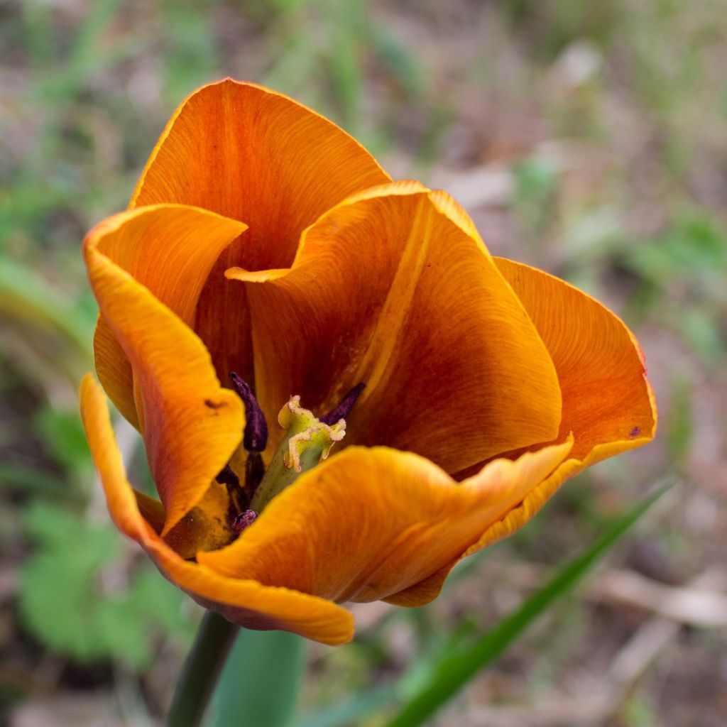 Tulipe Triomphe Cairo
