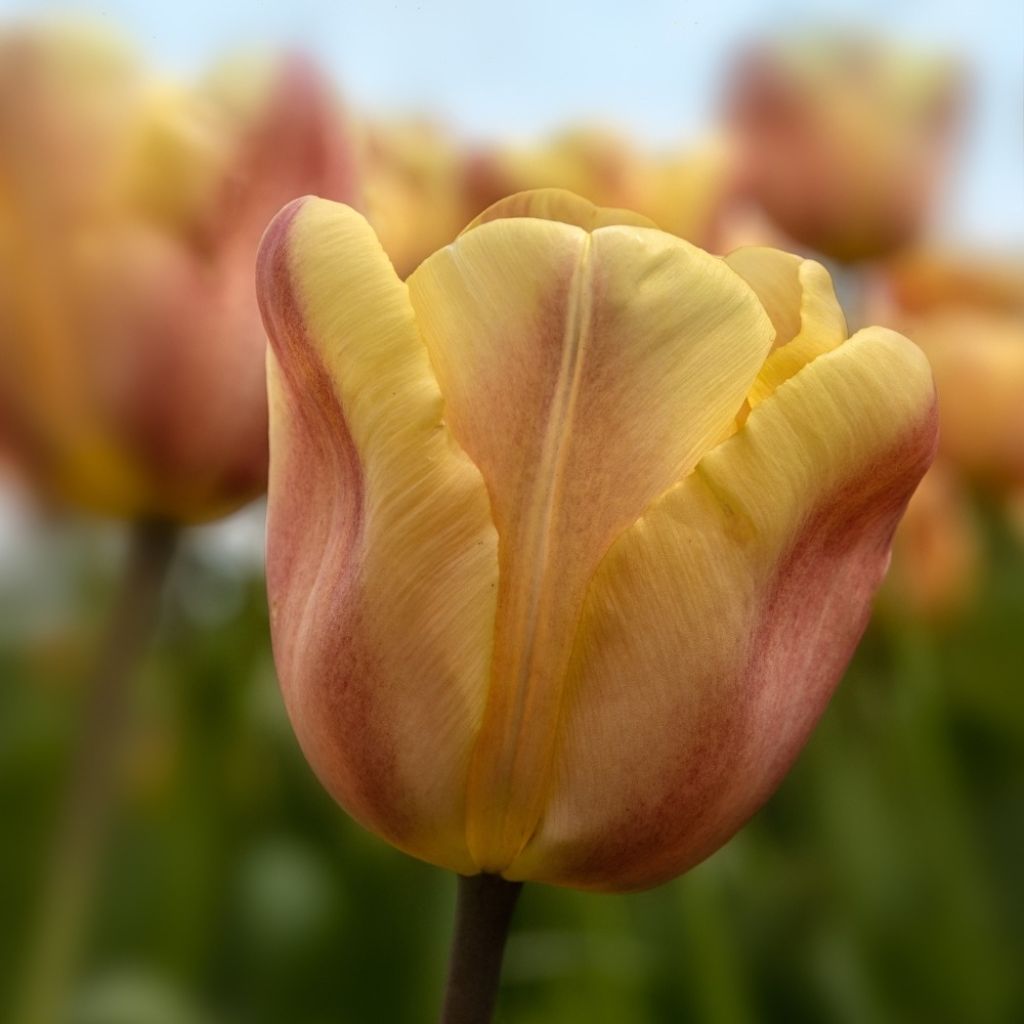 Tulipe Triomphe Apricot Foxx