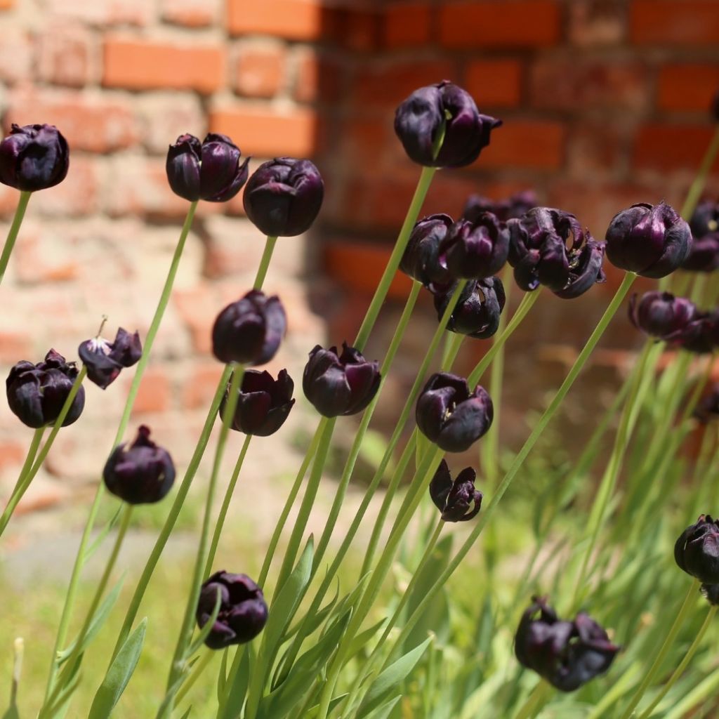 Tulipe double tardive Black Héro - Tulipe à fleurs de pivoine