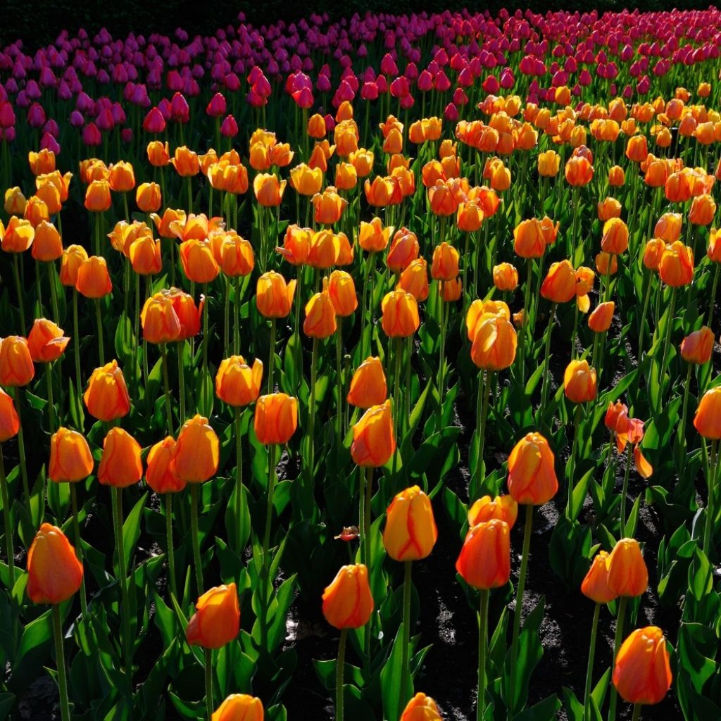 Tulipe Darwin Blushing Apeldoorn