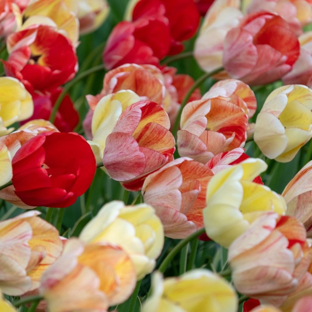 Tulipe Darwin Silverstream