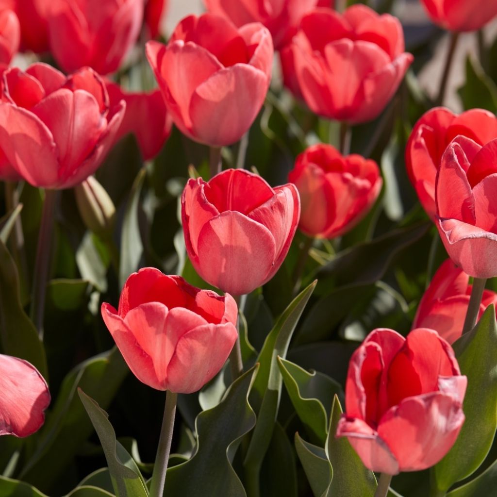 Tulipe Darwin Van Eijk