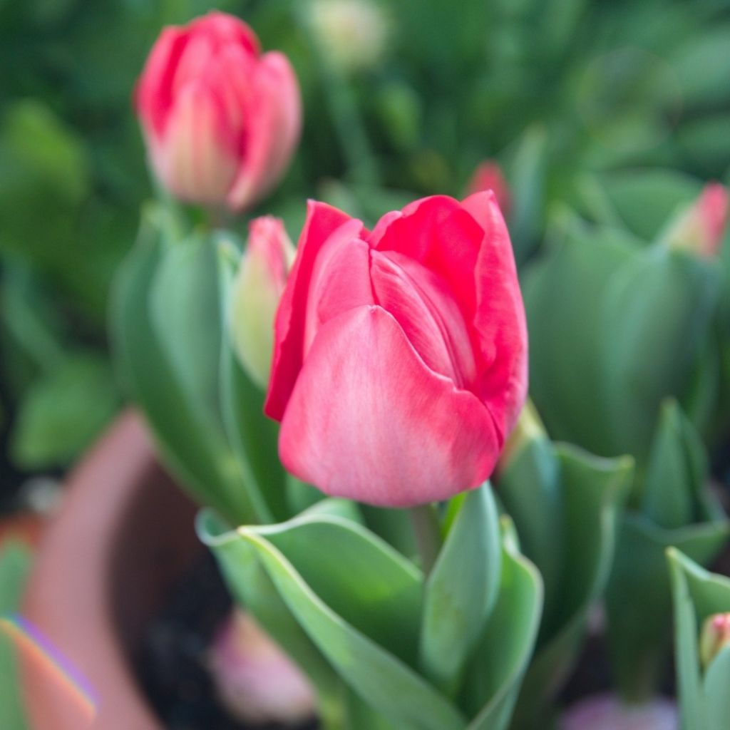 Tulipe Darwin Van Eijk
