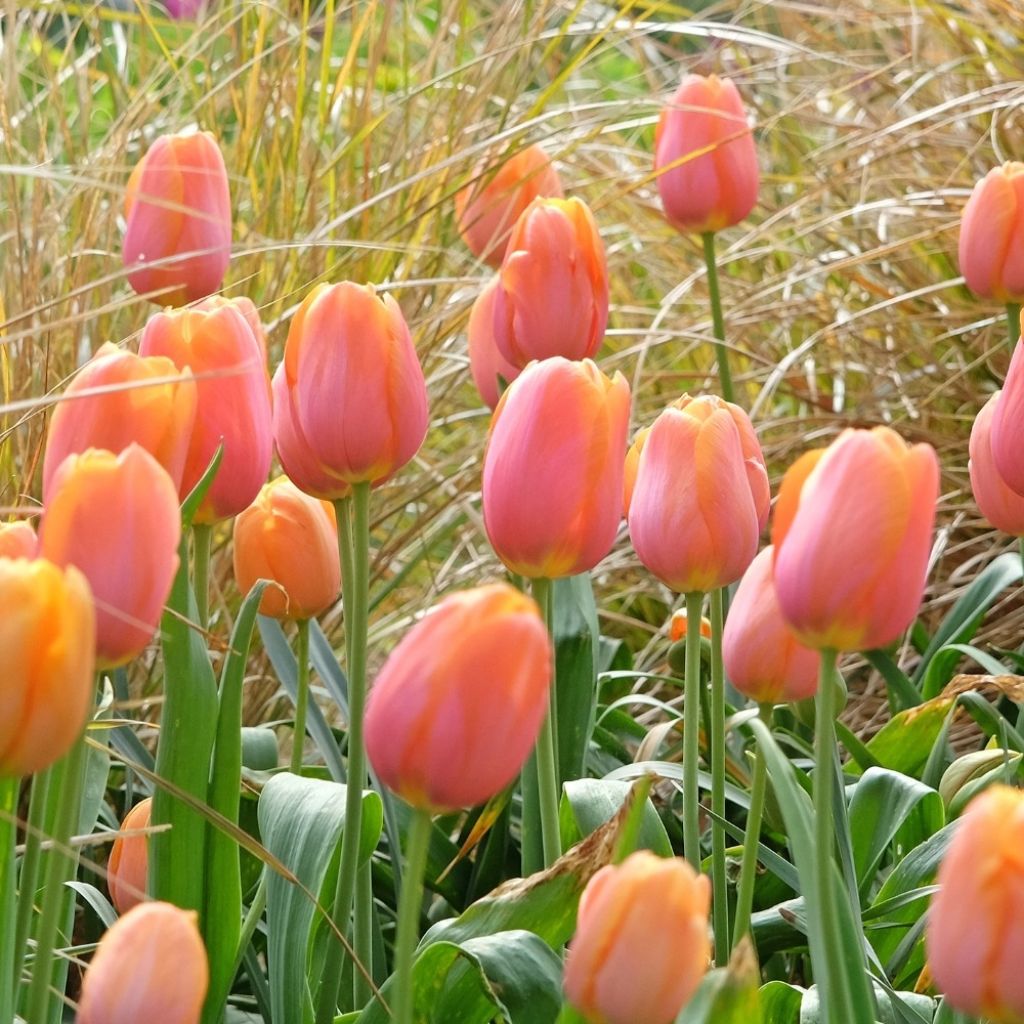 Tulipe simple tardive Dordogne