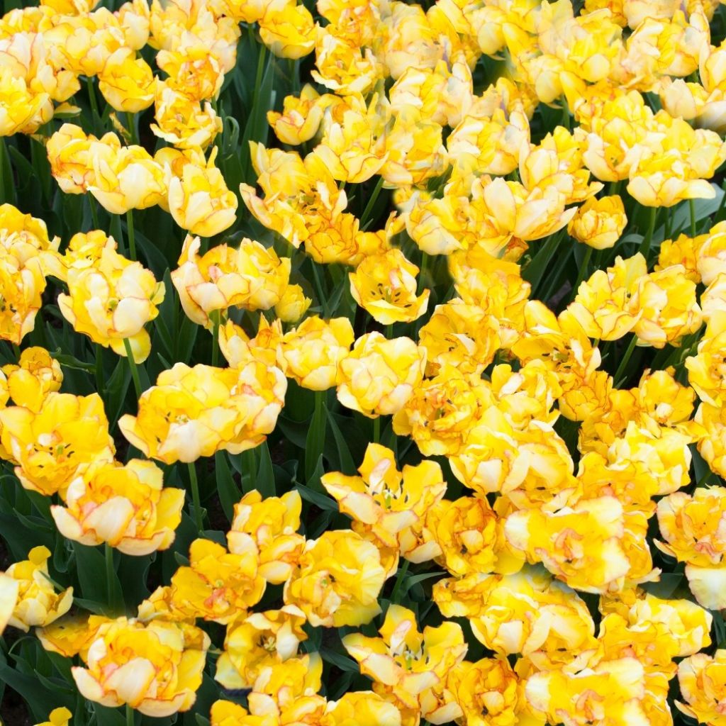 Tulipe double hâtive Aquilla 