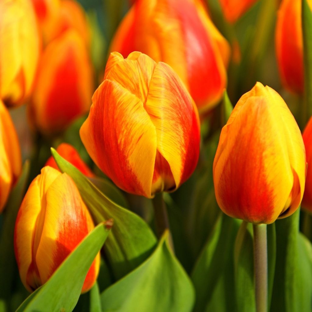 Tulipe simple hâtive Flair