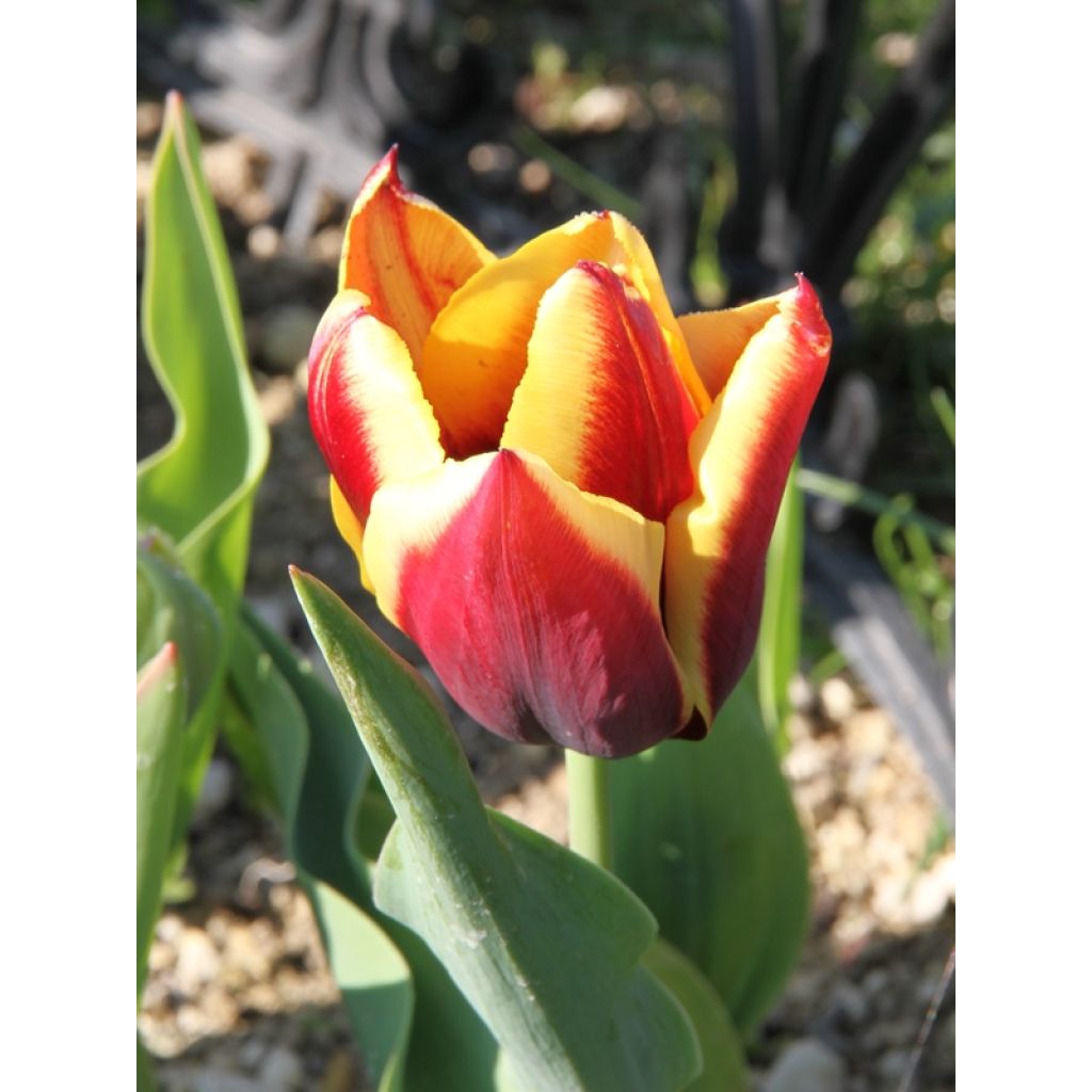 Tulipe Triomphe Gavota