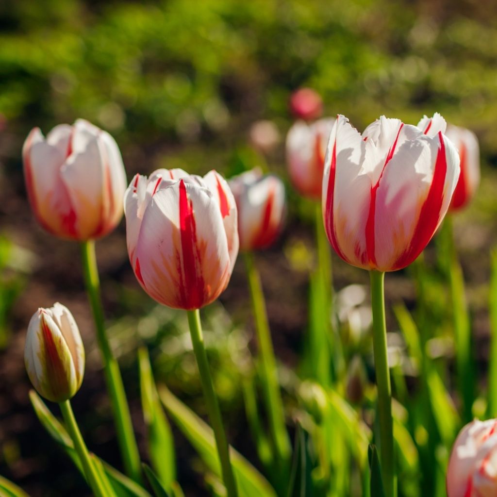 Tulipe Triomphe Happy Generation