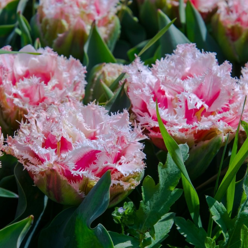 Tulipe dentelée double Queensland