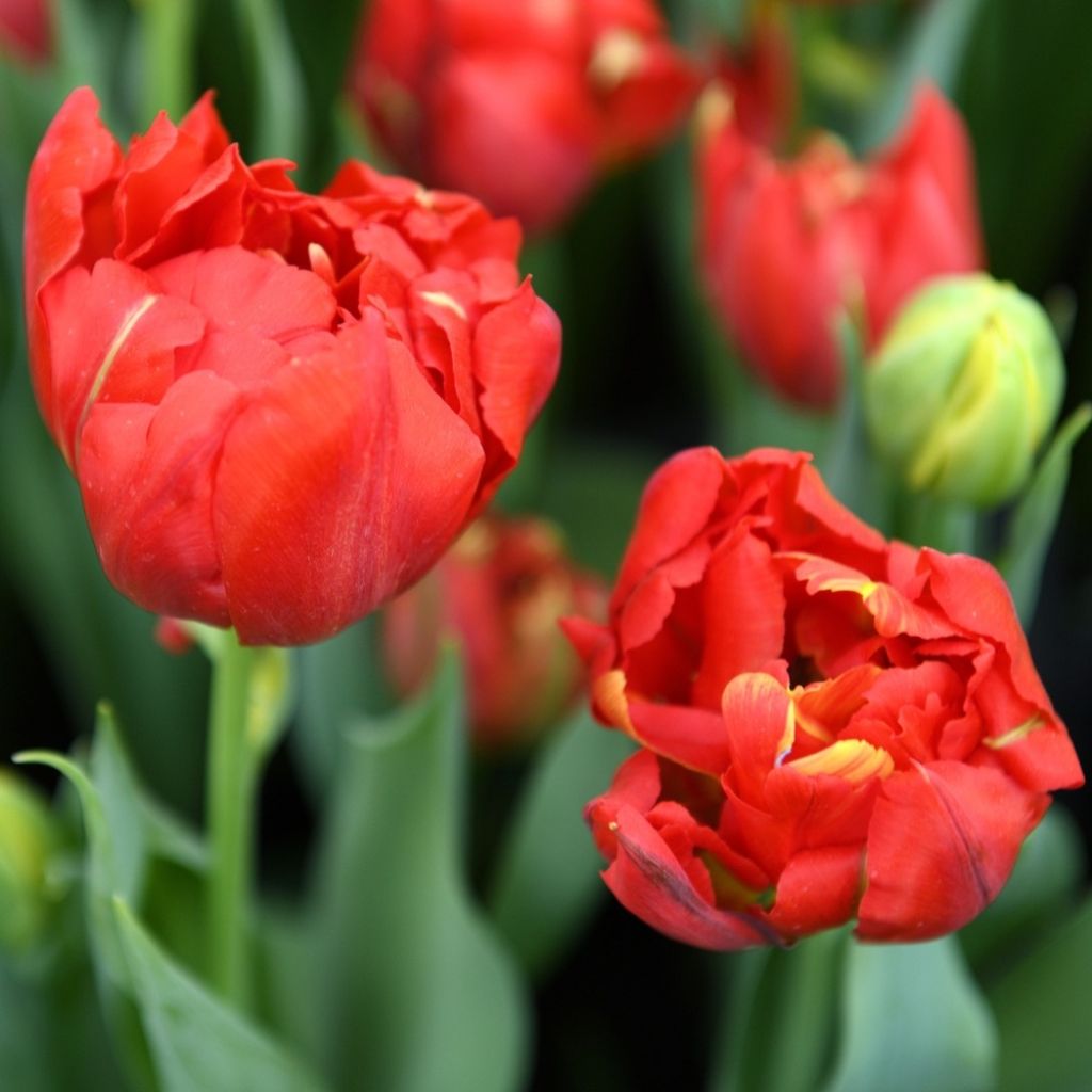 Tulipe double hâtive Viking