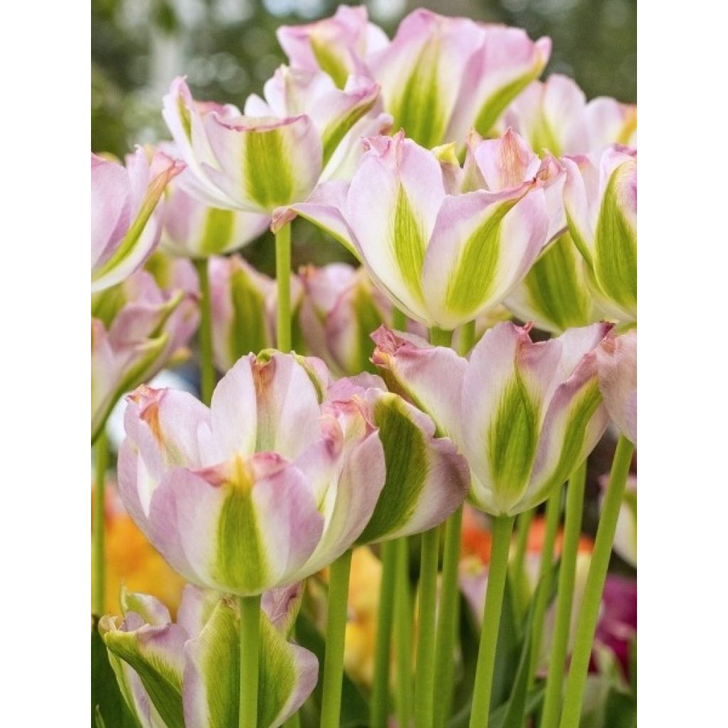 Tulipe viridiflora Groenland