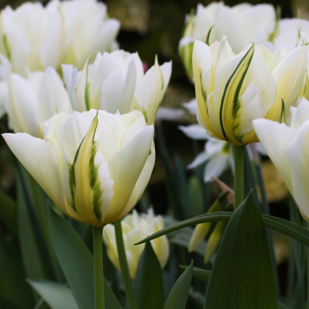 Tulipe viridiflora Spring Green