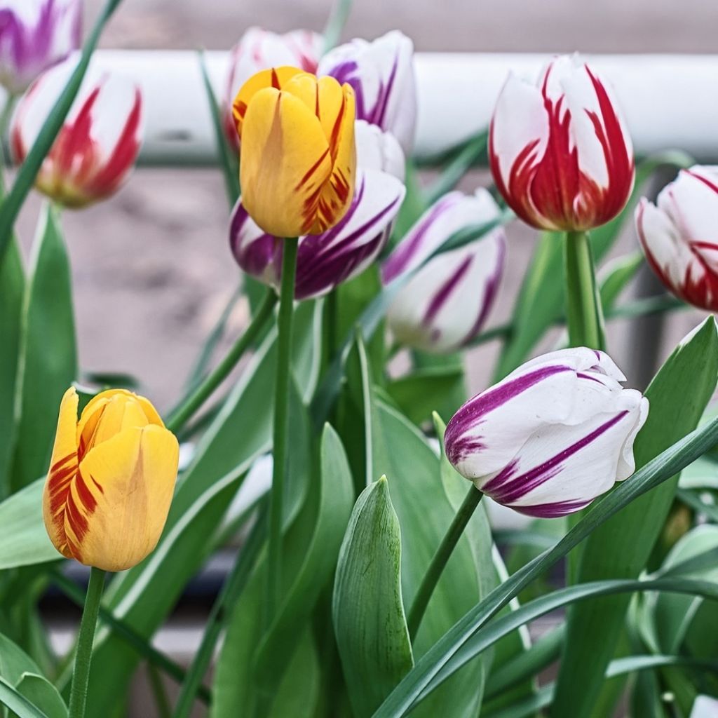 Tulipes Rembrandt en mélange