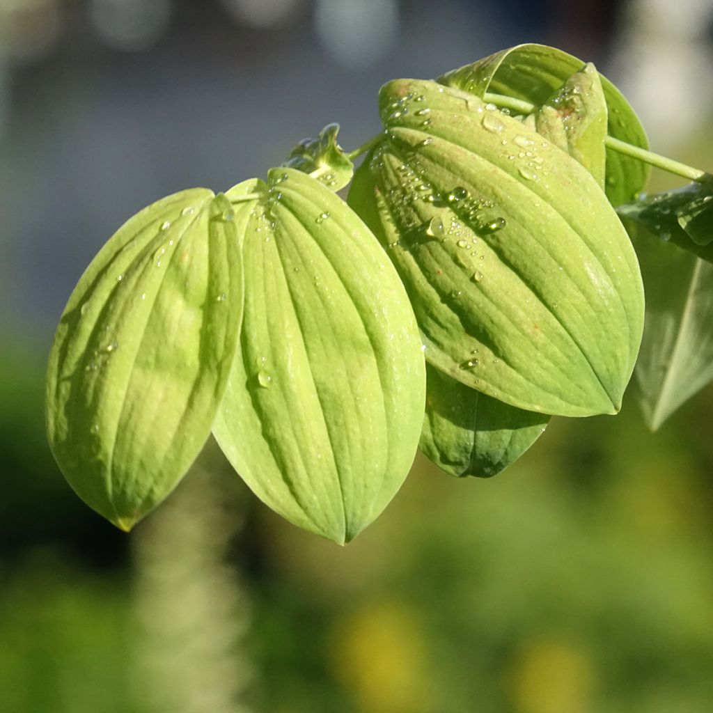 Uvularia grandiflora