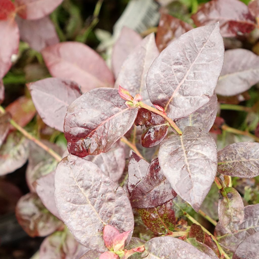 Vaccinium corymbosum Hortblue Petite - myrtillier d'Amérique