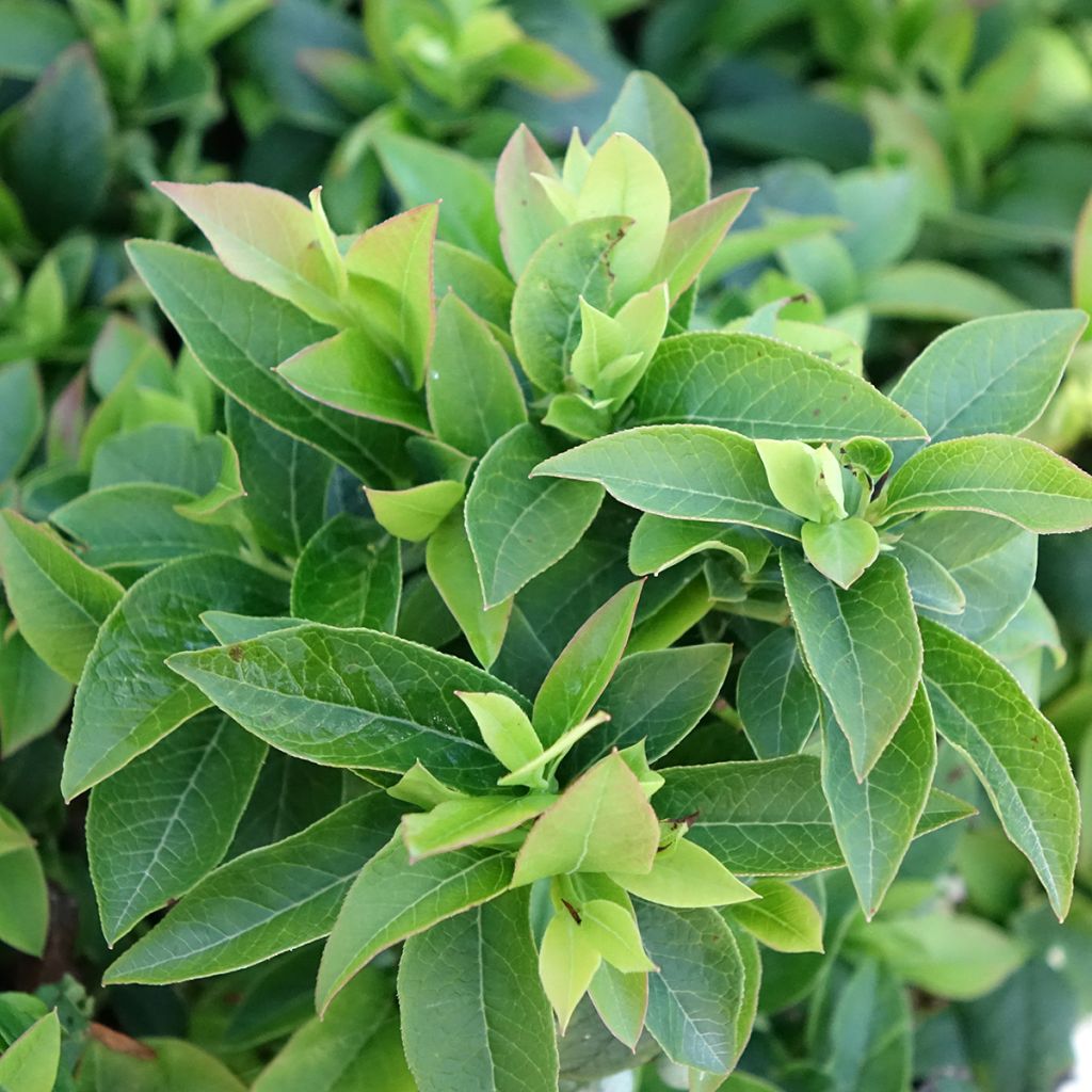 Vaccinium Tophat - myrtillier d'Amérique