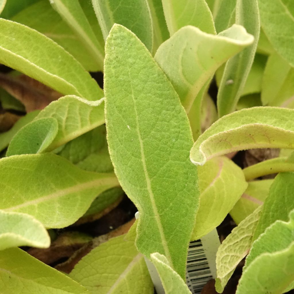 Verbascum olympicum - Molène d'Olympe