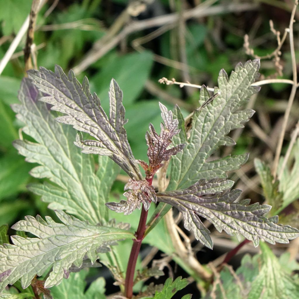 Verbena officinalis Bampton - Verveine officinale