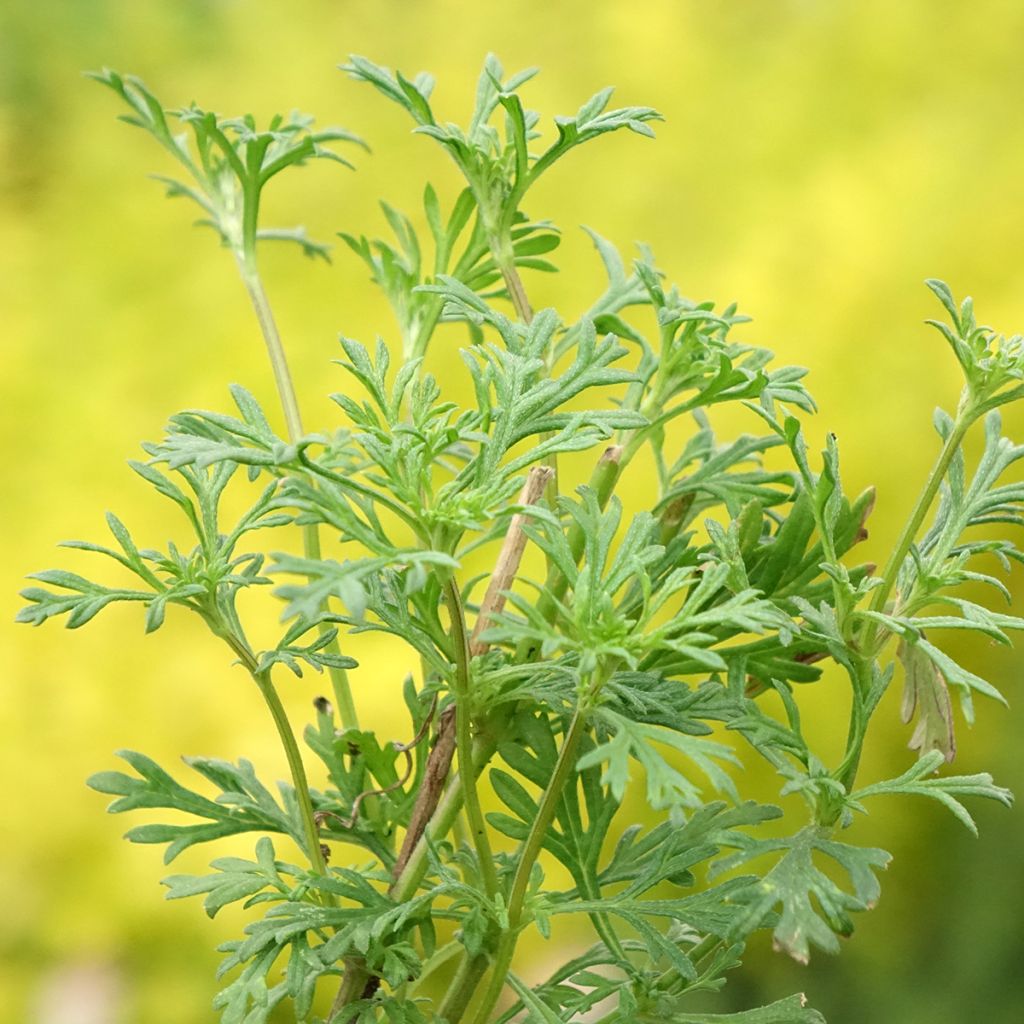 Verbena tenuisecta - Verveine mousse