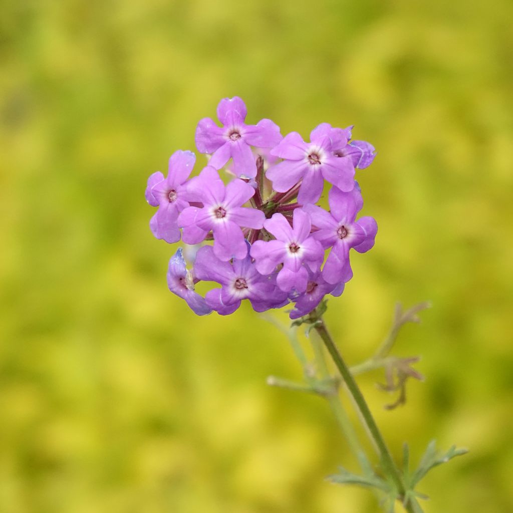 Verbena tenuisecta - Verveine mousse