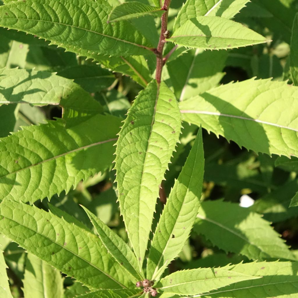 Vernonia arkansana - Vernone de l'Arkansas