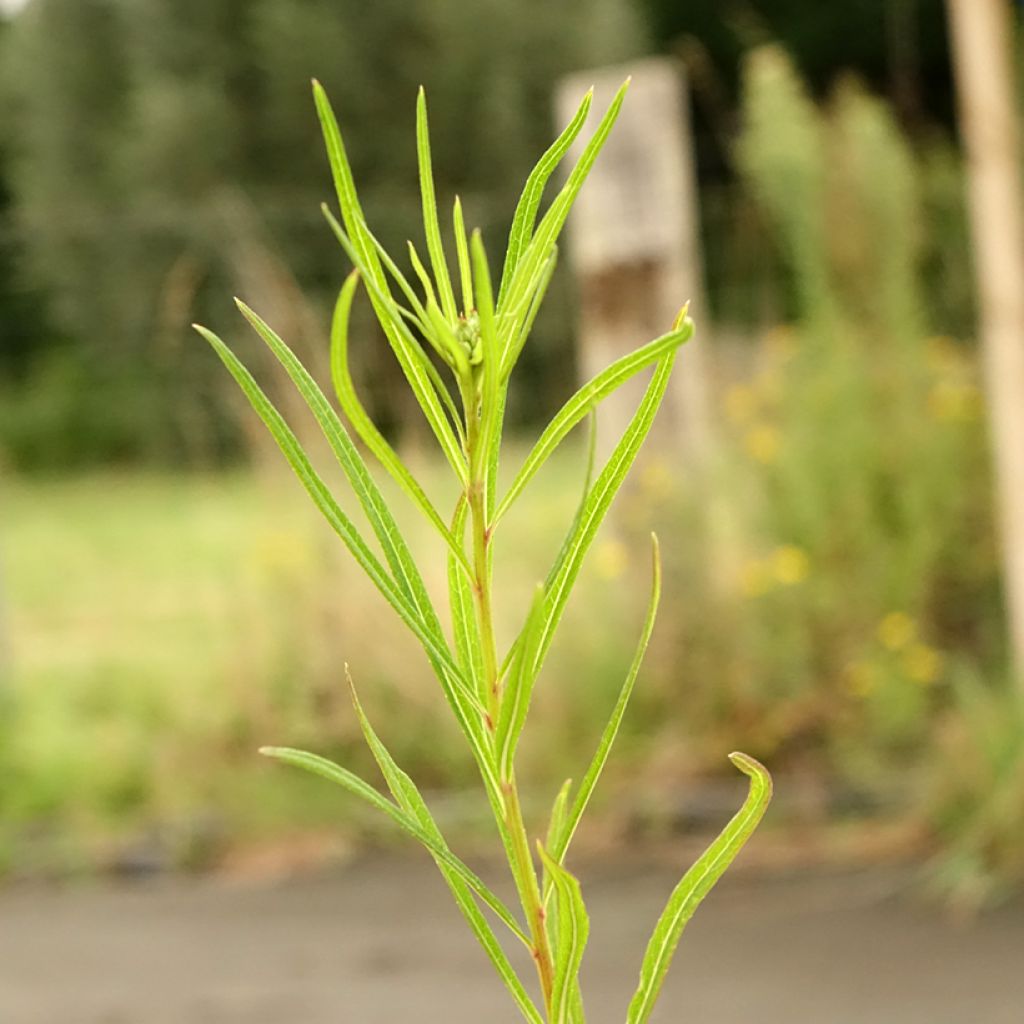 Vernonia lettermannii - Vernone de Letterman
