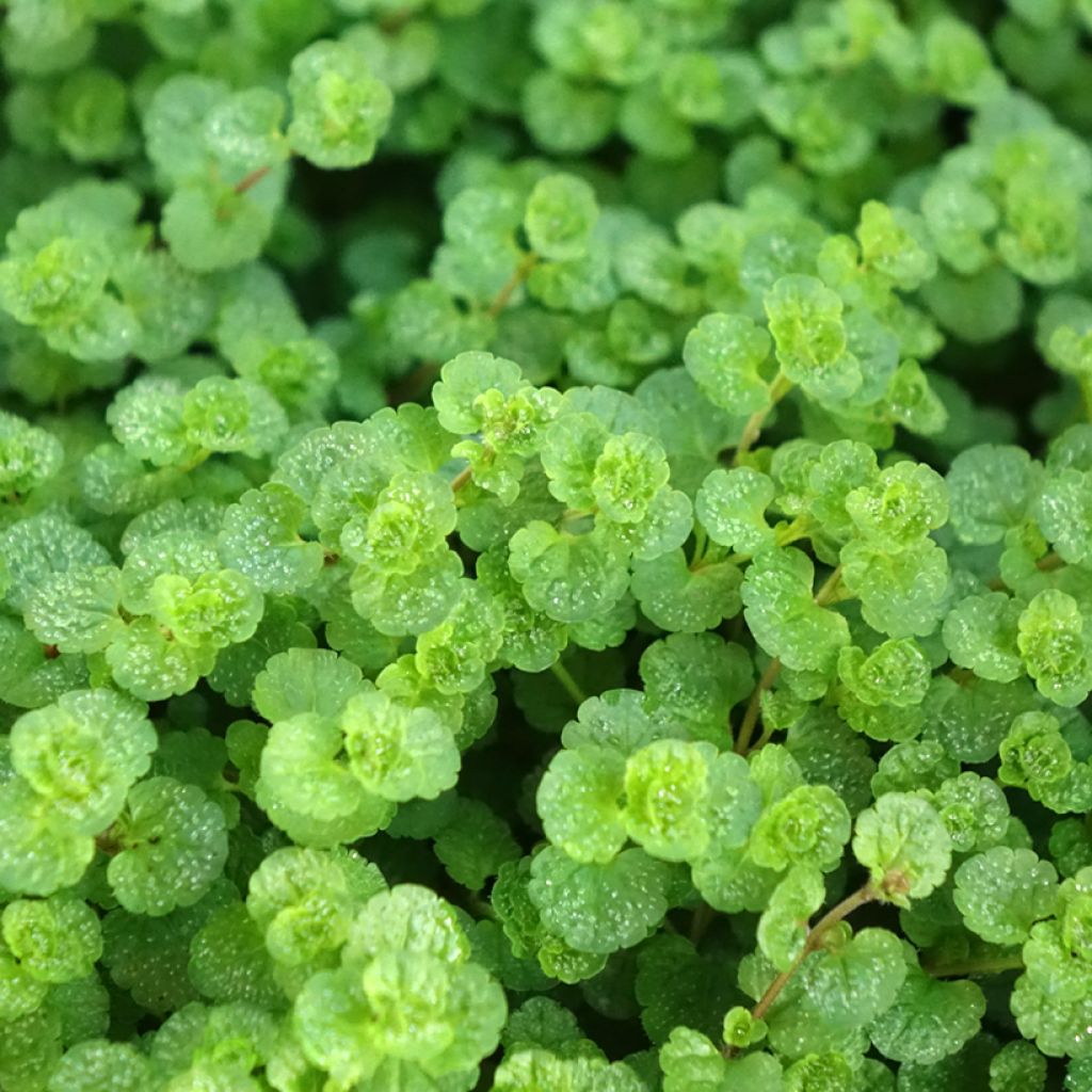 Veronica filiformis - Véronique filiforme
