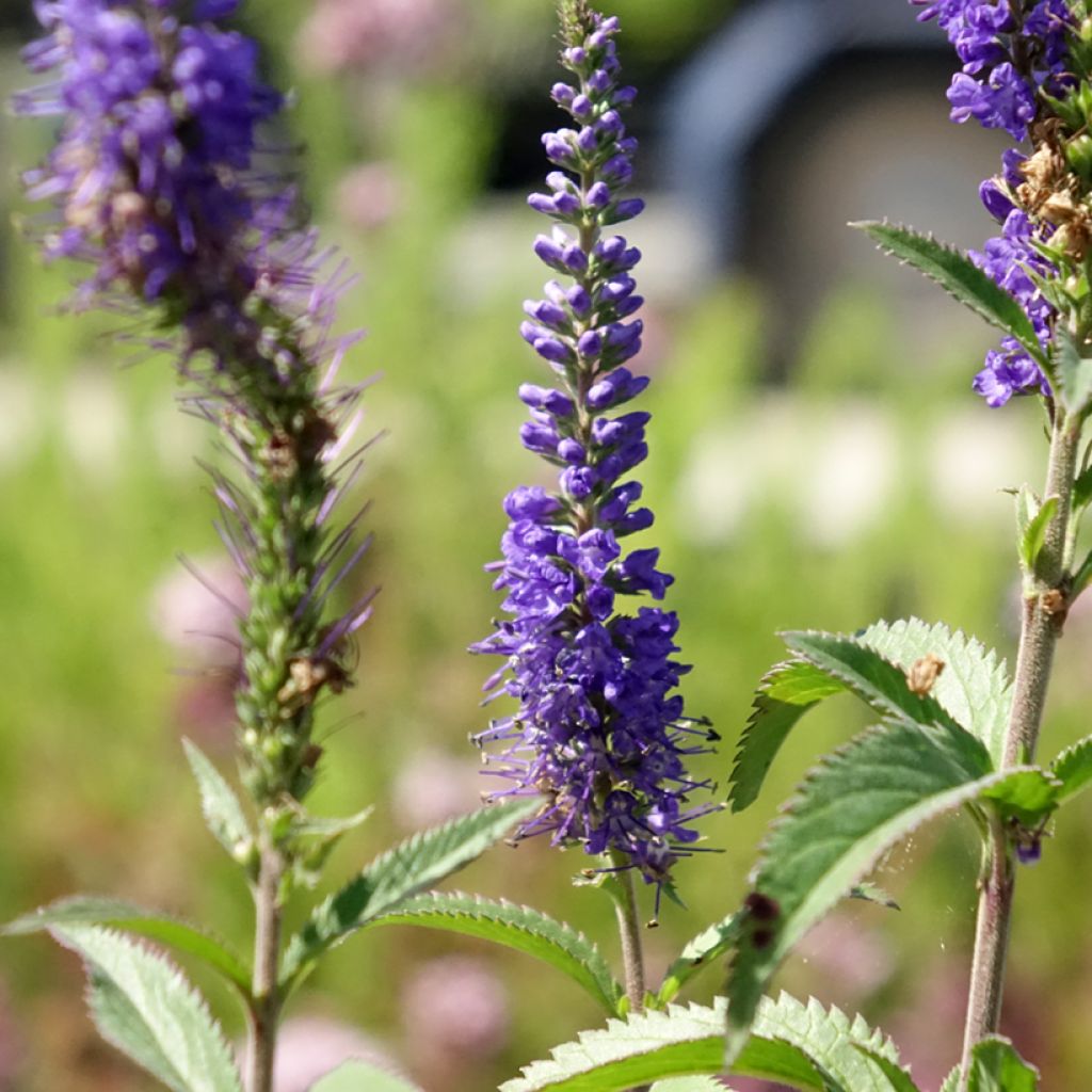 Veronica longifolia Blauriesin - Véronique à grandes feuilles