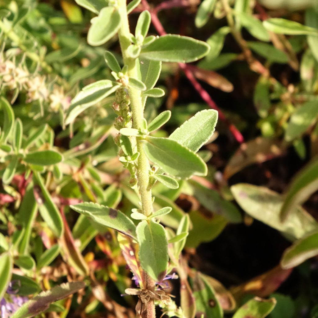 Veronica spicata Nana Blue - Véronique en épis