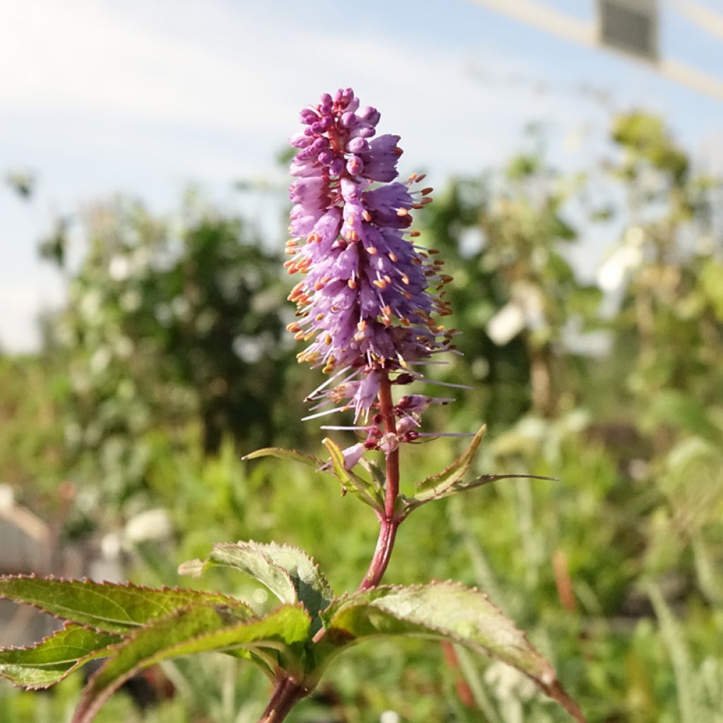 Veronicastrum virginicum Cupid - Véronique Cupid